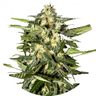 Семена марихуаны купить сорт Jack Herer Auto Fem.