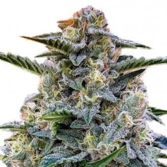 Семена марихуаны купить сорт Bruce Banner # Auto Fem.