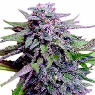 Семена марихуаны купить сорт Blueberry Jack Auto Fem.