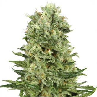 Семена конопли сорта Blue Candy Auto Fem.