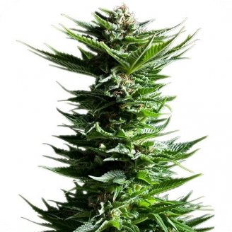 Семена конопли сорта Power Flower Auto Fem.