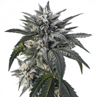 Семена марихуаны купить сорт Blue Critical Auto Fem.