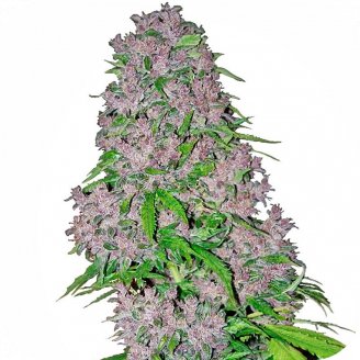 Семена конопли сорта Blue Hawaiian Auto Fem.