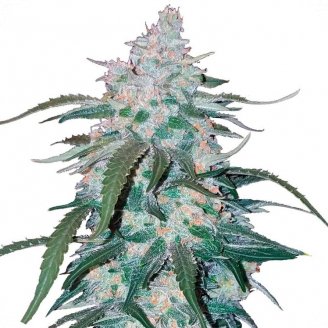 Семена марихуаны купить сорт Pineapple Express Auto Fem.