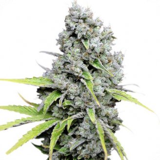 Семена марихуаны купить сорт Super Skunk Fem.