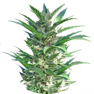 Семена марихуаны купить сорт Haze Auto Fem.