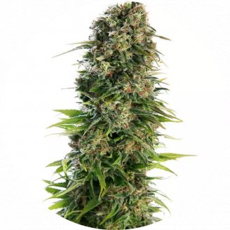 Семена марихуаны купить сорт Golden Skunk Reg.