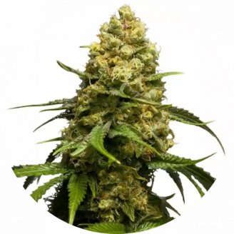 Семена марихуаны купить сорт Super Skunk Fem.