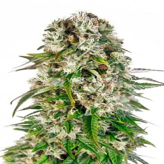 Семена марихуаны купить сорт Big Bud Auto Fem.