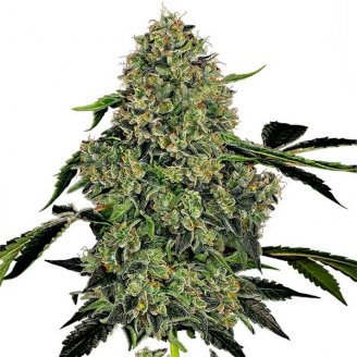 Семена марихуаны купить сорт Killer Kush Auto Fem.