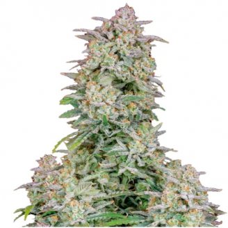 Семена конопли сорта Wedding Glue Auto Fem.