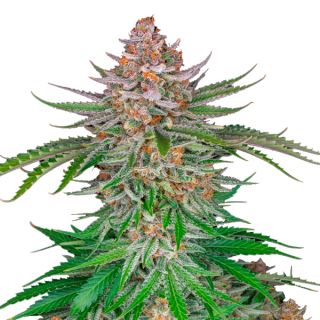 Семена конопли сорта Strawberry Gorilla Auto Fem.