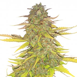 Семена конопли сорта Acid Rain Auto Fem.