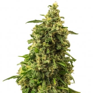 Семена марихуаны купить сорт White Widow XL Fem.